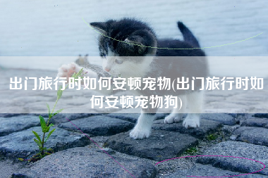 出门旅行时如何安顿宠物(出门旅行时如何安顿宠物狗)
