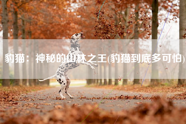豹猫：神秘的山林之王(豹猫到底多可怕)