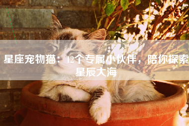 星座宠物猫：12个专属小伙伴，陪你探索星辰大海