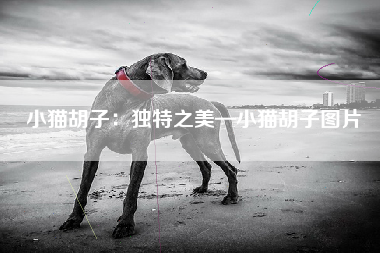 小猫胡子：独特之美—小猫胡子图片