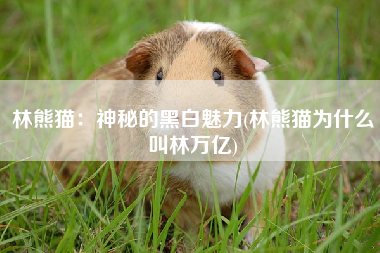 林熊猫：神秘的黑白魅力(林熊猫为什么叫林万亿)