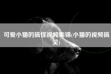 可爱小猫的搞怪视频集锦(小猫的视频搞笑)