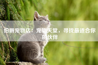 伯爵宠物店：宠物天堂，寻找最适合你的伙伴