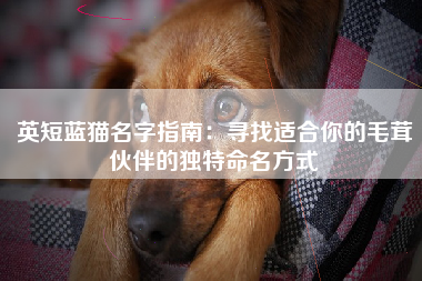 英短蓝猫名字指南：寻找适合你的毛茸伙伴的独特命名方式