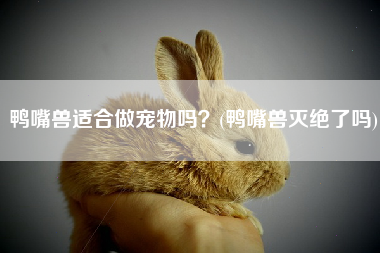 鸭嘴兽适合做宠物吗？(鸭嘴兽灭绝了吗)