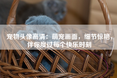 宠物头像高清：萌宠画面，细节惊艳，伴你度过每个快乐时刻