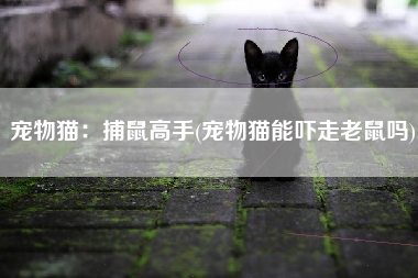 宠物猫：捕鼠高手(宠物猫能吓走老鼠吗)