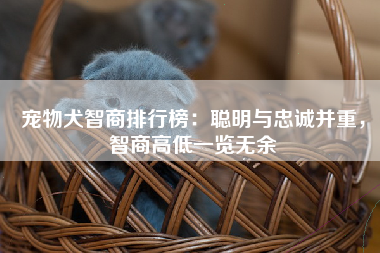 宠物犬智商排行榜：聪明与忠诚并重，智商高低一览无余