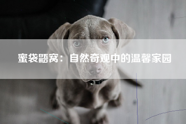 蜜袋鼯窝：自然奇观中的温馨家园