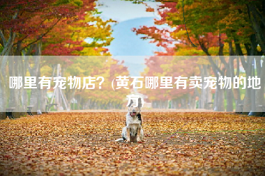 哪里有宠物店？(黄石哪里有卖宠物的地方)