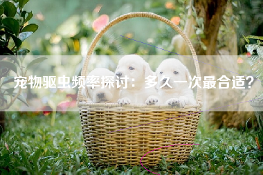 宠物驱虫频率探讨：多久一次最合适？