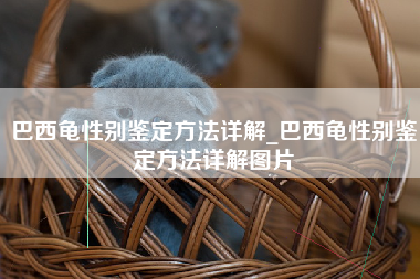 巴西龟性别鉴定方法详解_巴西龟性别鉴定方法详解图片