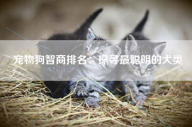 宠物狗智商排名：探寻最聪明的犬类