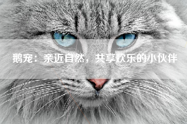 鹅宠：亲近自然，共享欢乐的小伙伴