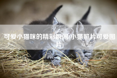 可爱小猫咪的精彩瞬间(小猫照片可爱图片)