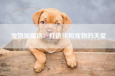 宠物加盟店：打造你和宠物的天堂