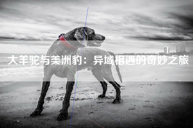 大羊驼与美洲豹：异域相遇的奇妙之旅