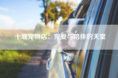 十堰宠物店：宠爱与陪伴的天堂