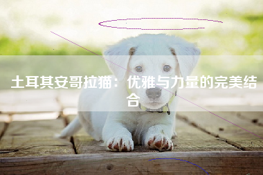 土耳其安哥拉猫：优雅与力量的完美结合