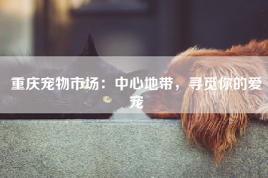 重庆宠物市场：中心地带，寻觅你的爱宠