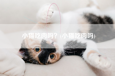 小猫吃肉吗？(小猫吃肉吗)