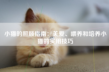 小猫的照顾指南：关爱、喂养和培养小猫的实用技巧