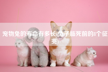 宠物兔的寿命有多长(兔子临死前的8个征兆)