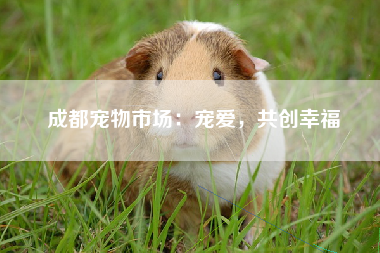 成都宠物市场：宠爱，共创幸福