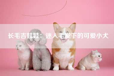 长毛吉娃娃：迷人毛发下的可爱小犬