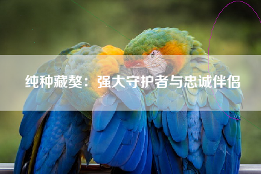 纯种藏獒：强大守护者与忠诚伴侣