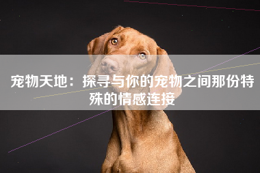 宠物天地：探寻与你的宠物之间那份特殊的情感连接
