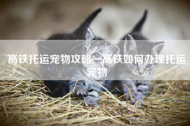 高铁托运宠物攻略—高铁如何办理托运宠物
