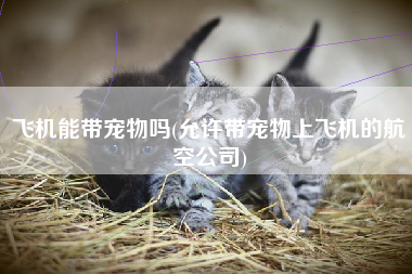 飞机能带宠物吗(允许带宠物上飞机的航空公司)