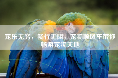 宠乐无穷，畅行无阻，宠物顺风车带你畅游宠物天地