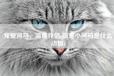 宠爱河马，温馨伴侣(萌宠小河马是什么动物)