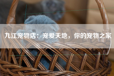 九江宠物店：宠爱天地，你的宠物之家