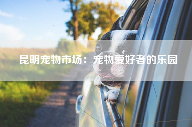 昆明宠物市场：宠物爱好者的乐园