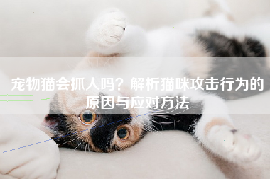 宠物猫会抓人吗？解析猫咪攻击行为的原因与应对方法