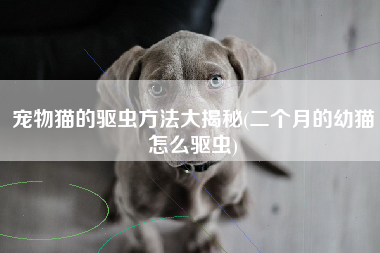 宠物猫的驱虫方法大揭秘(二个月的幼猫怎么驱虫)