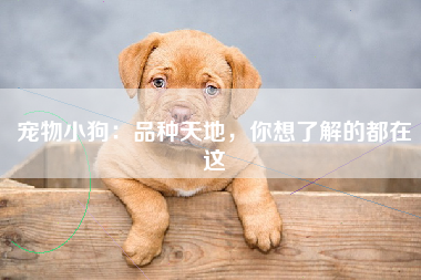 宠物小狗：品种天地，你想了解的都在这
