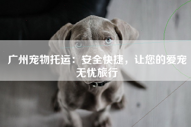 广州宠物托运：安全快捷，让您的爱宠无忧旅行