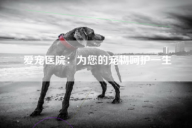 爱宠医院：为您的宠物呵护一生