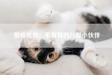狼蛛宠物：毛茸茸的八脚小伙伴