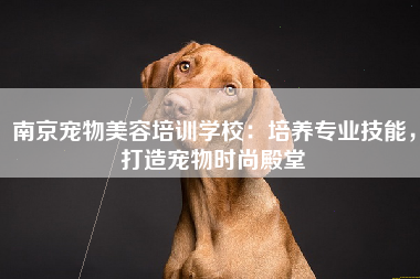 南京宠物美容培训学校：培养专业技能，打造宠物时尚殿堂