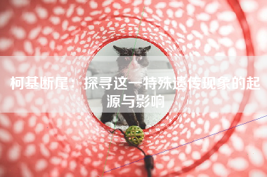 柯基断尾：探寻这一特殊遗传现象的起源与影响