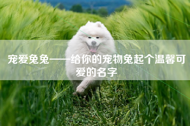 宠爱兔兔——给你的宠物兔起个温馨可爱的名字