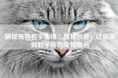 搞怪宠物名字集锦：独特创意，让你笑到肚子疼的宠物取名