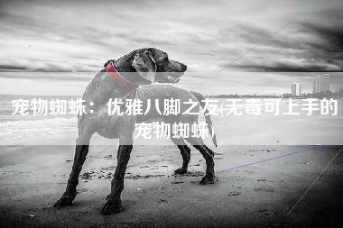 宠物蜘蛛：优雅八脚之友(无毒可上手的宠物蜘蛛)