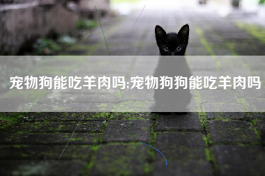 宠物狗能吃羊肉吗;宠物狗狗能吃羊肉吗