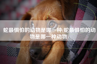 蛇最惧怕的动物是哪一种(蛇最惧怕的动物是哪一种动物)
